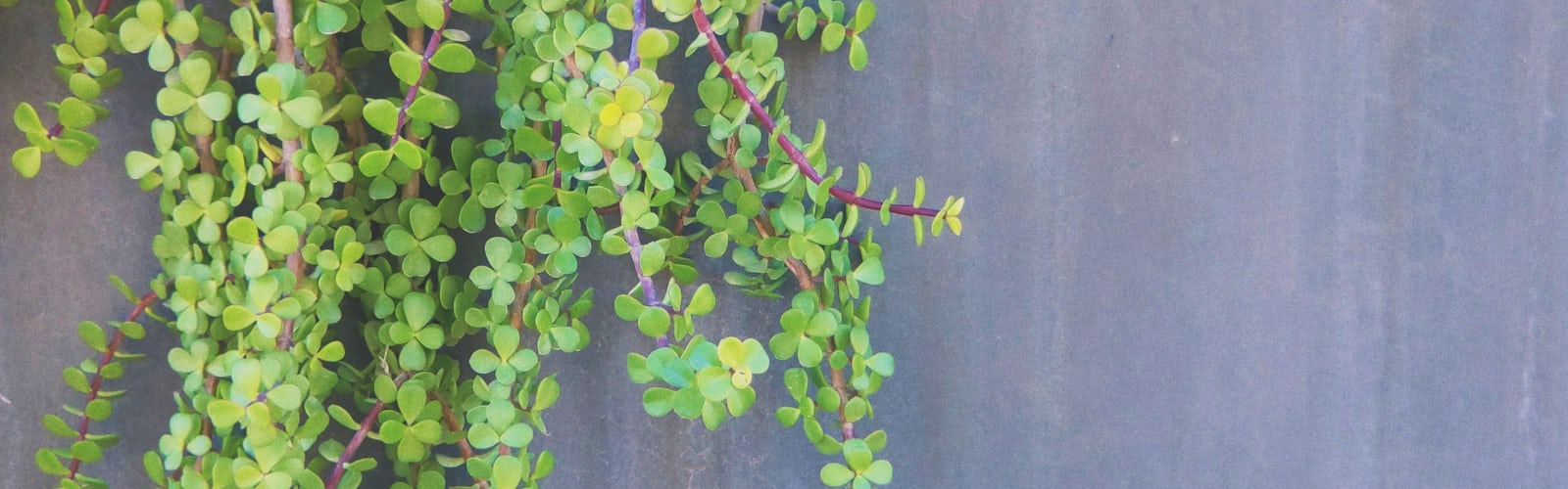 Succulents | 3 best free succulent, plant, leaf and grey photos on Unsplash