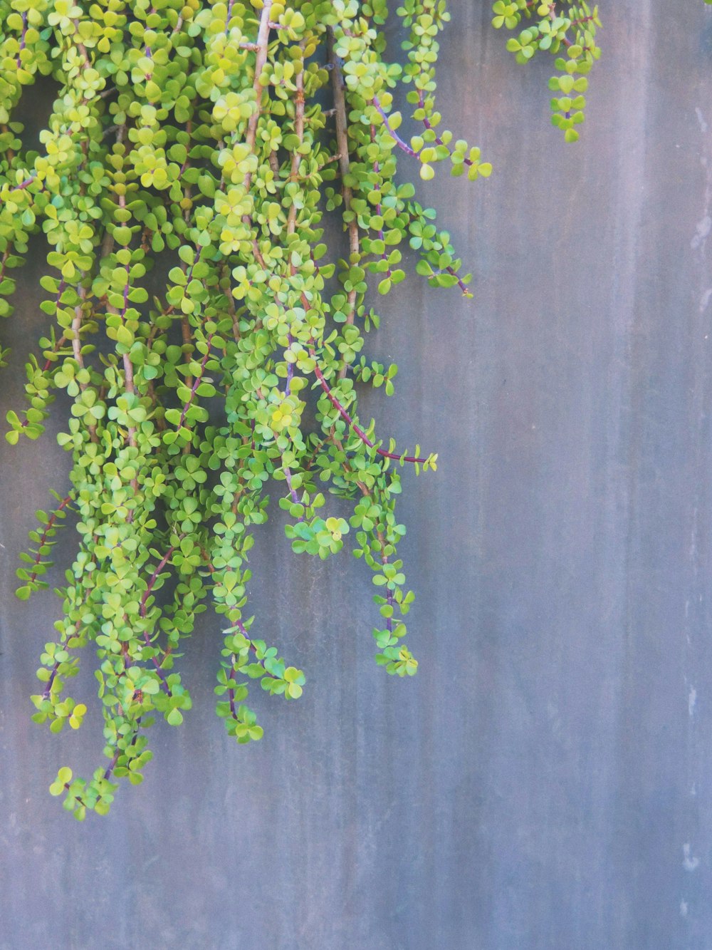 pianta verde su muro di cemento grigio