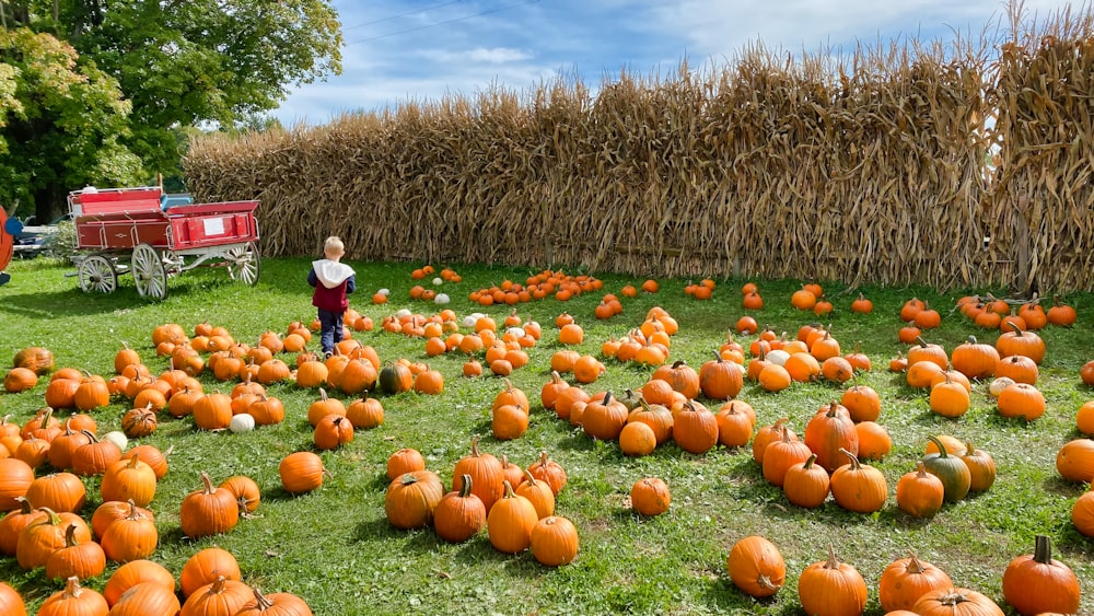 a field full of pumpkins sitting on top of a lush green field