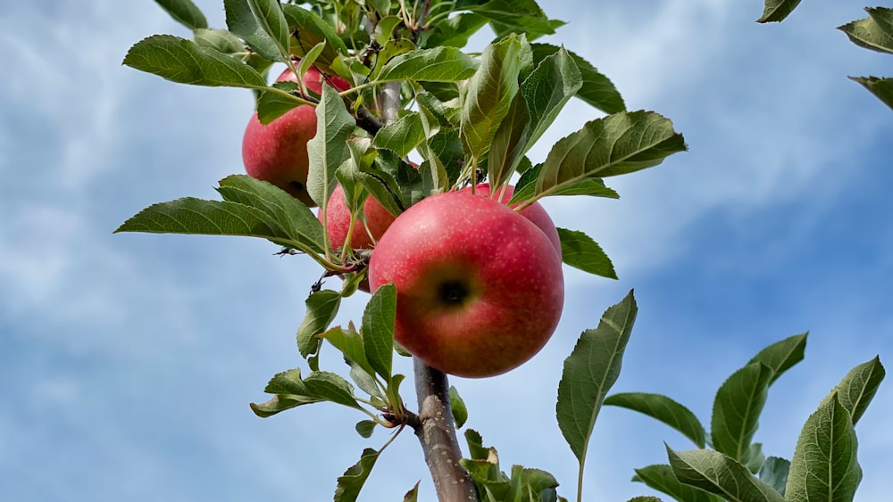 maçã vermelha no galho da árvore durante o dia