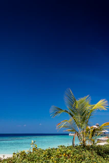 A serene beach scene with green trees under a bright blue sky, evoking freshness and vitality.