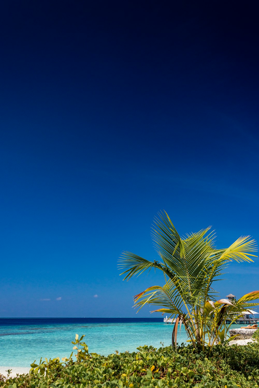 green palm tree near sea under blue sky during daytime