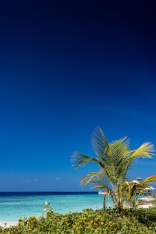 A serene tropical beach scene with vibrant green palm trees in the foreground. The clear turquoise sea meets a cloudless deep blue sky, creating a tranquil and inviting atmosphere. Lush greenery is visible in the lower part of the image.
