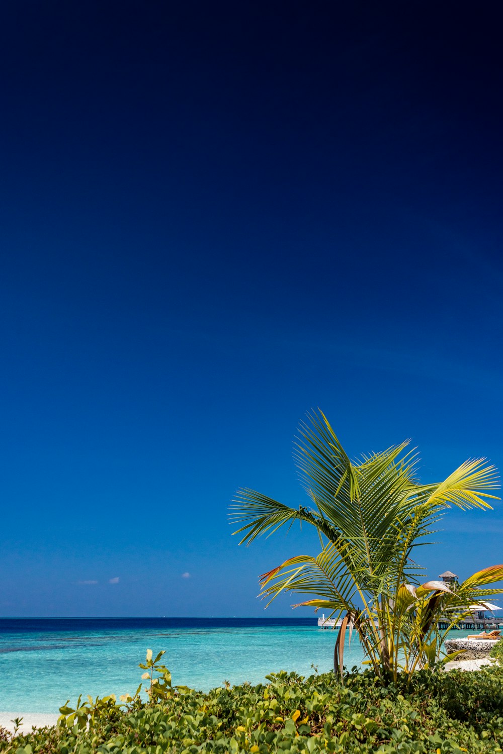 Palmier vert près de la mer sous le ciel bleu pendant la journée