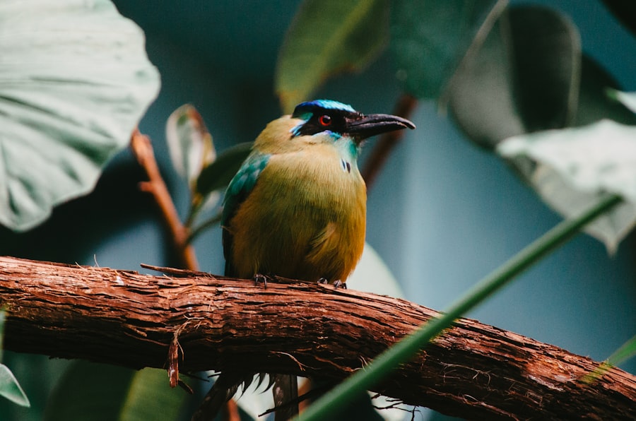 Colorful tropical bird perched on mangrove branch