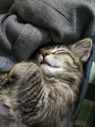 brown tabby cat lying on black textile