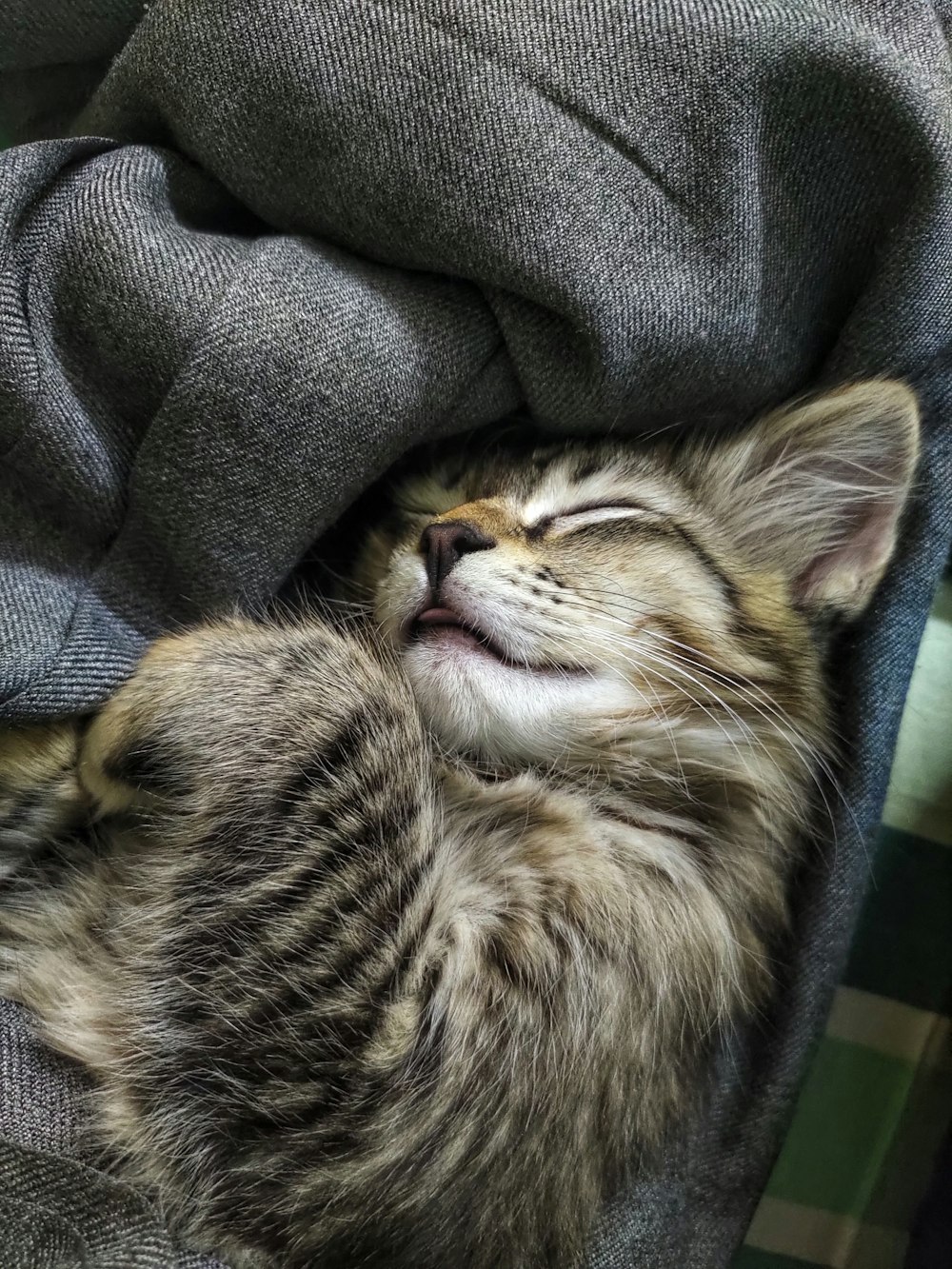 brown tabby cat lying on black textile