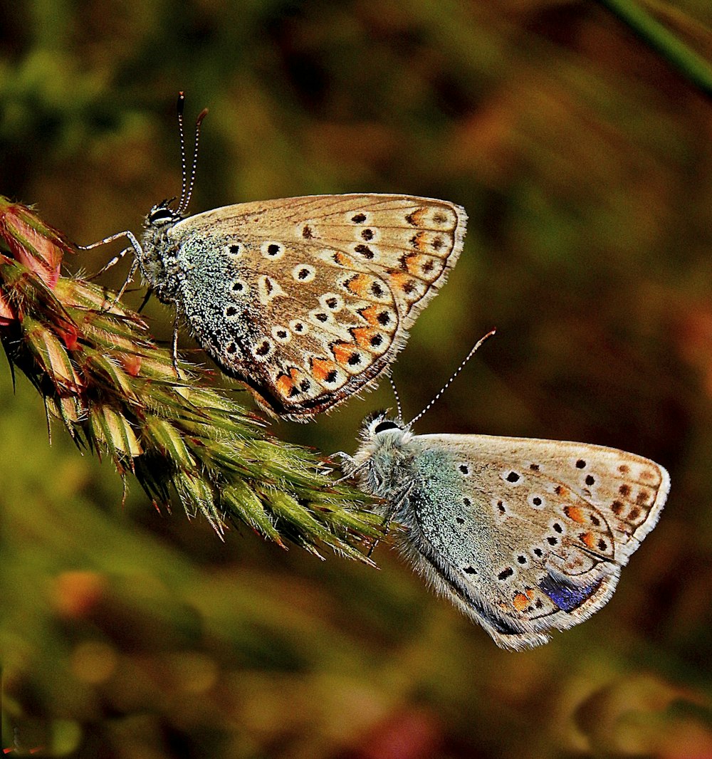 white and brown butterfly on brown plant