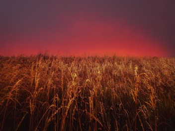 Golden, sunlit prairie grass stretches across the foreground with a vibrant, fiery red and orange sky at sunset in the background.