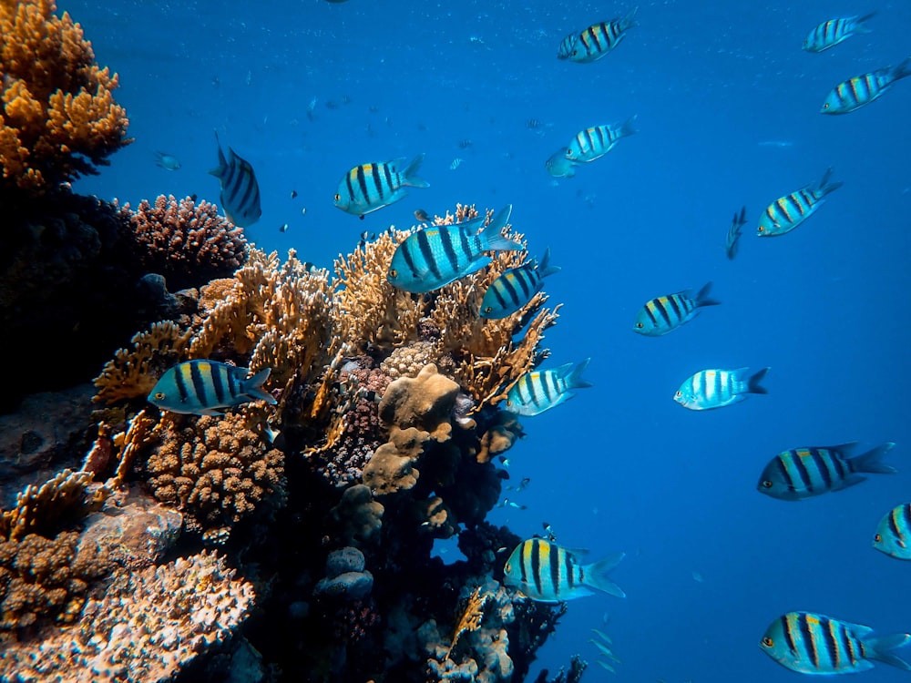 banco de peces en cuerpo de agua