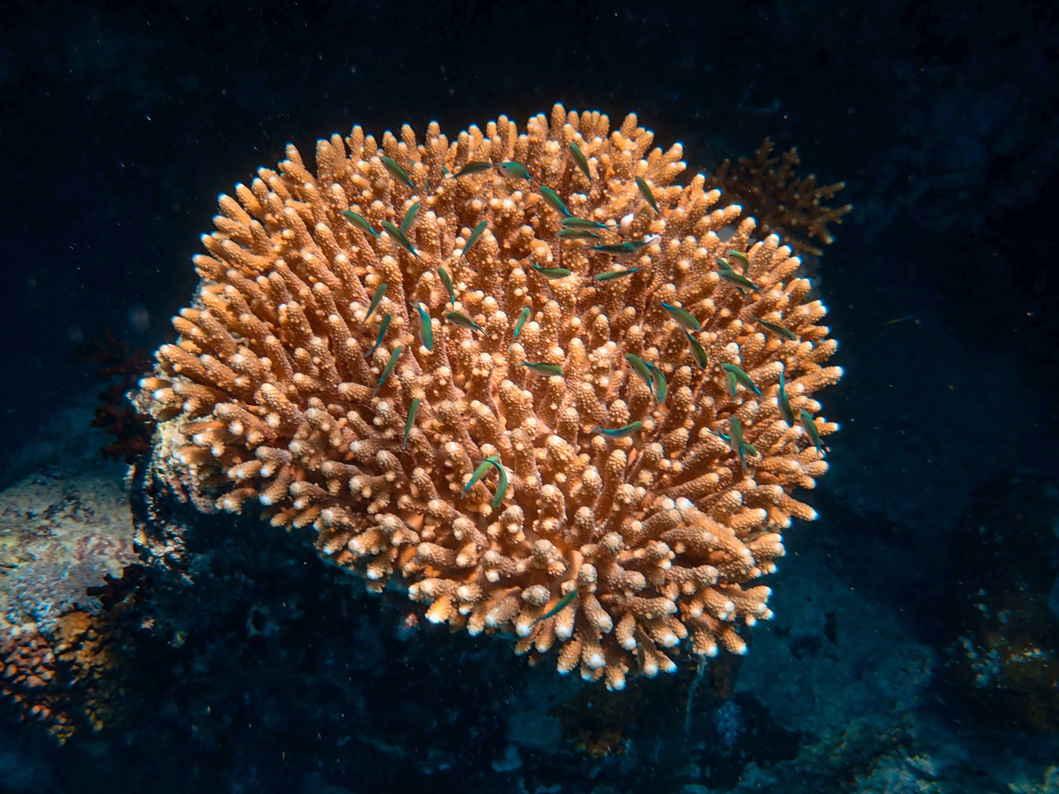 Coral Reef