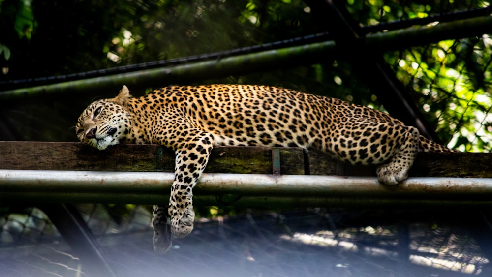 leopard on black wooden fence