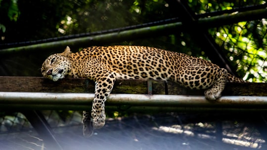 leopard on black wooden fence in Trivandrum India