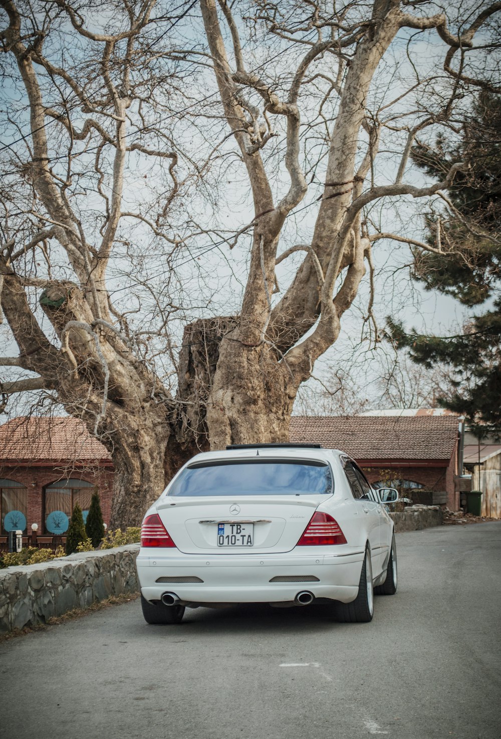 white car parked beside brown tree during daytime