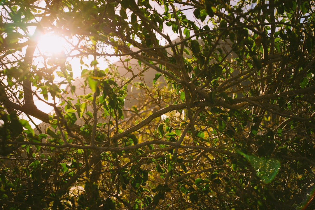 Nature reserve photo spot Tenerife Gran Canaria