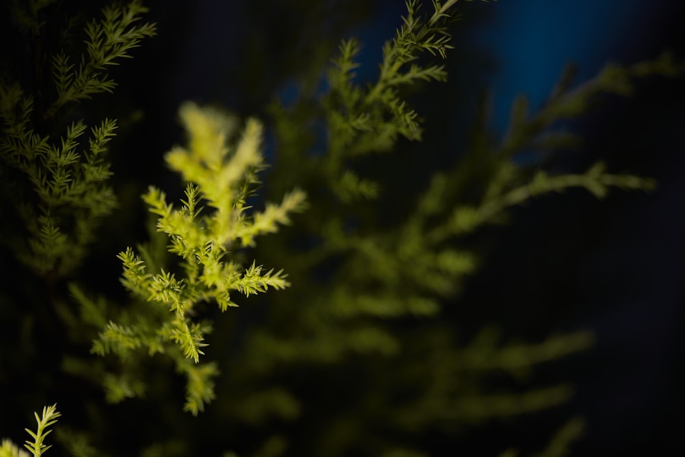 albero a foglia verde durante il giorno