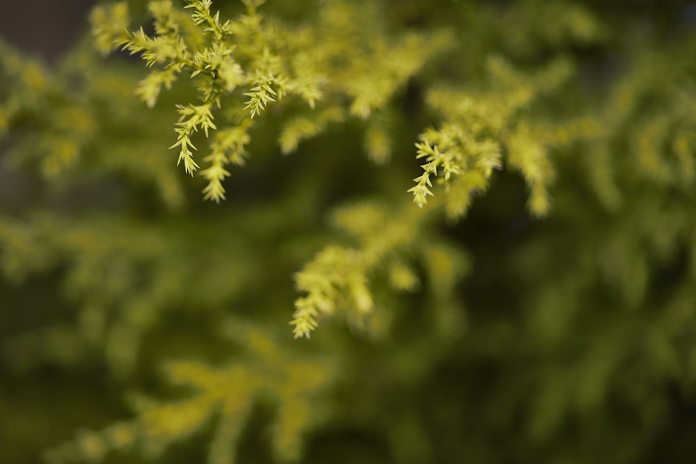 green leaf tree in close up photography