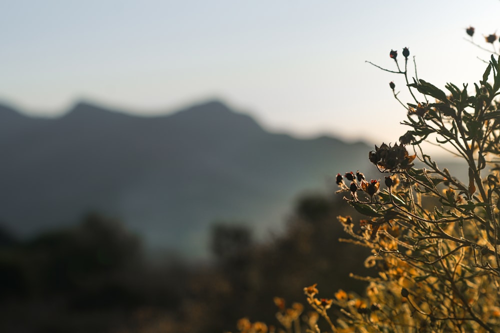 a close up of a plant with mountains in the background