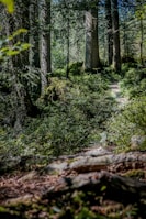 Lush green rainforest trails in Costa Rica with sunlight filtering through