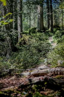 A lush rainforest trail in Taman Negara with sunlight filtering through dense green foliage