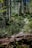 A lush, green forest with tall trees casting shadows on a narrow pathway. Dense vegetation and moss-covered ground create a serene and natural atmosphere. Sunlight filters through the canopy, illuminating parts of the trail.