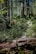 A lush, green forest with tall trees casting shadows on a narrow pathway. Dense vegetation and moss-covered ground create a serene and natural atmosphere. Sunlight filters through the canopy, illuminating parts of the trail.