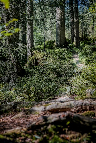 A serene trail winding through lush green rainforest in Costa Rica, with sunlight filtering through the canopy.