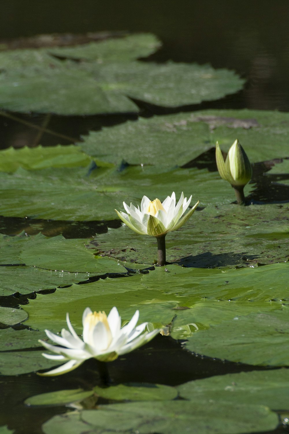 white lotus flower on water