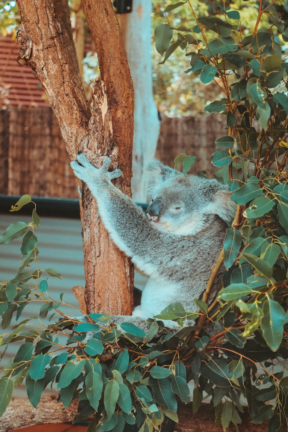 koala bear on brown tree branch during daytime