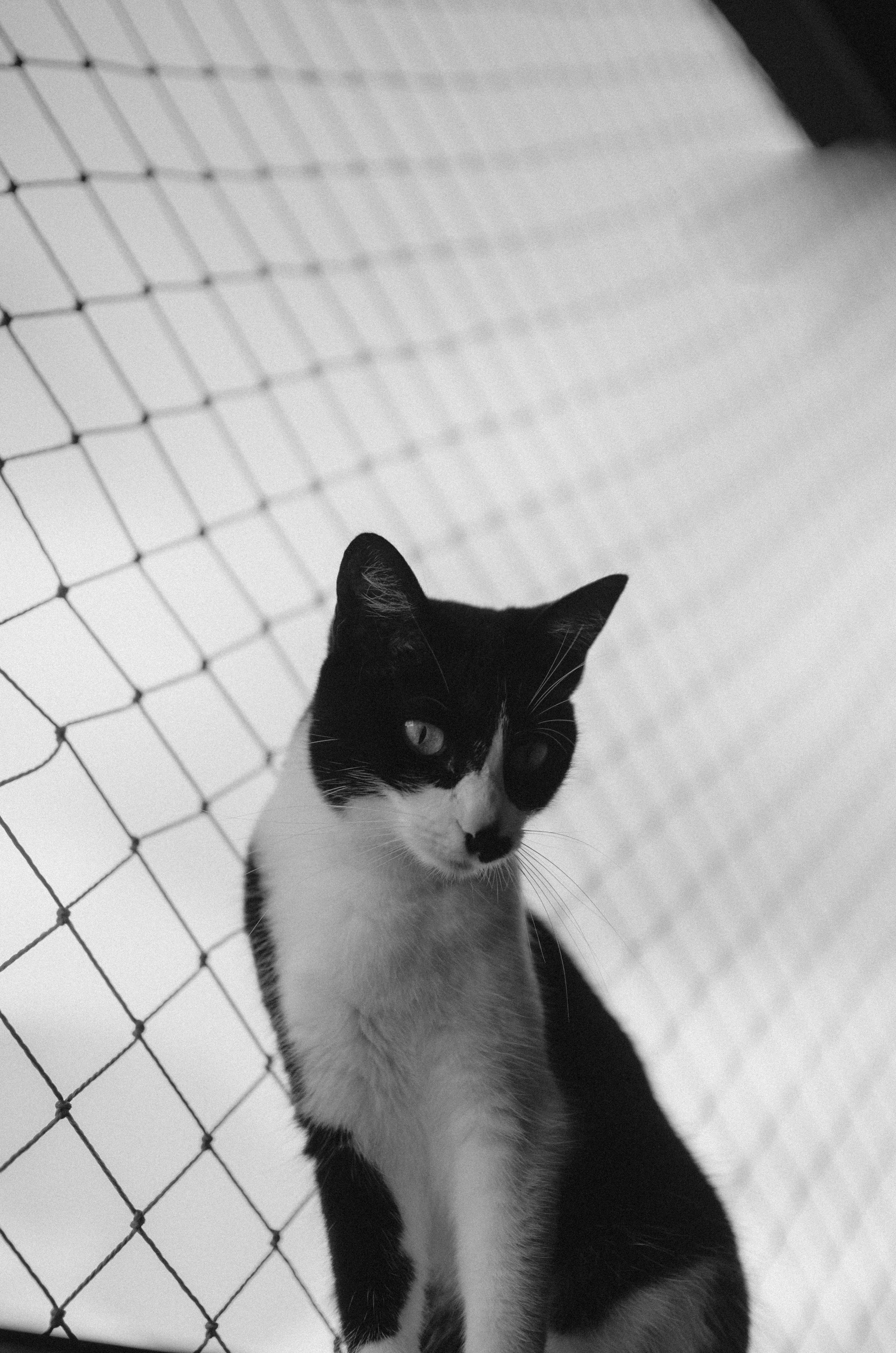 black and white cat on white floor tiles