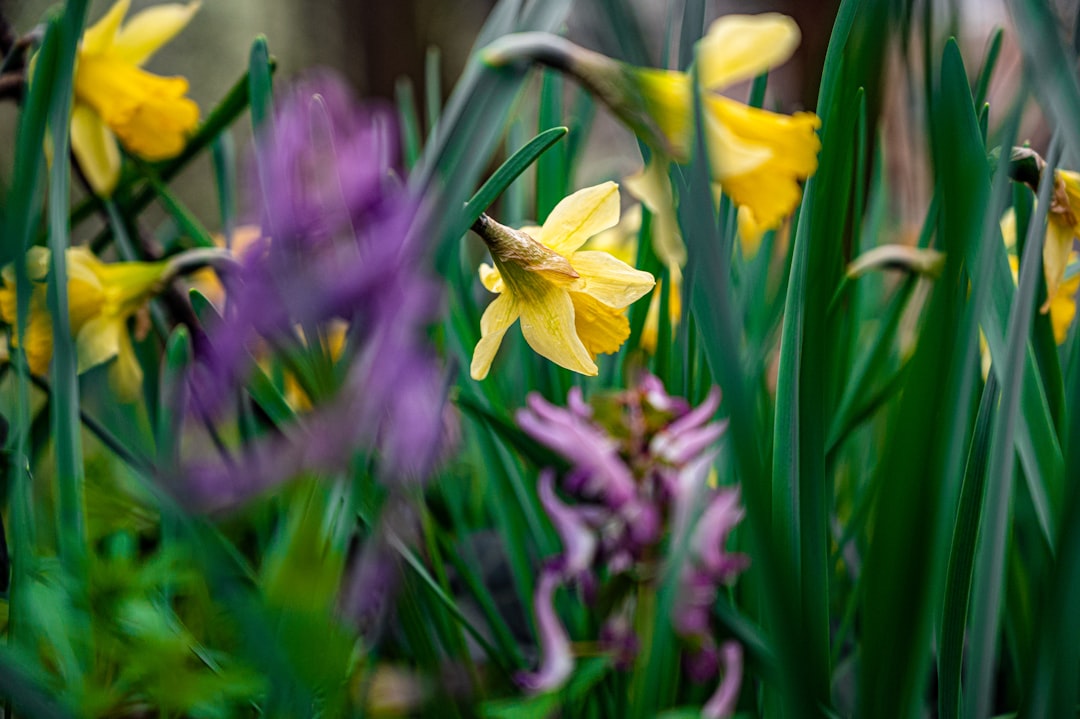 yellow daffodils in bloom during daytime