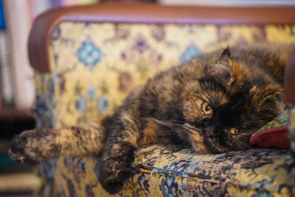 brown tabby cat lying on bed