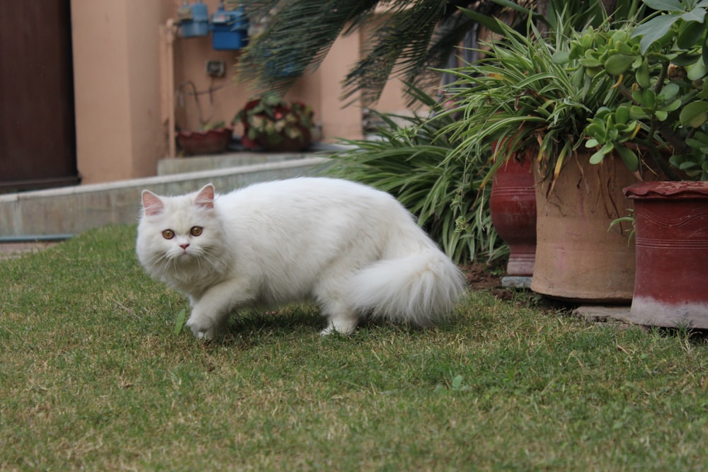white cat on green grass field