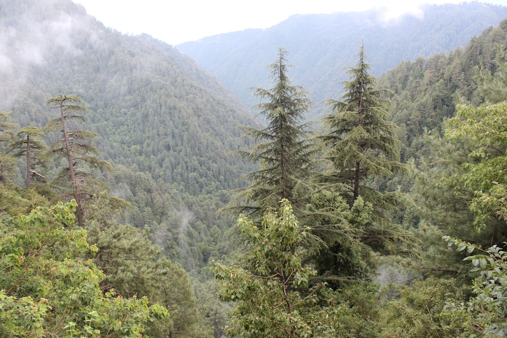 green trees on mountain during daytime