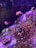 A vibrant underwater scene featuring various types of coral and a small fish. The corals display long, flowing tentacles with brightly colored tips, reflecting shades of purple and orange. The fish is small with a striking yellow and pink coloration, swimming near the corals.