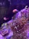 A vibrant underwater scene featuring various types of coral and a small fish. The corals display long, flowing tentacles with brightly colored tips, reflecting shades of purple and orange. The fish is small with a striking yellow and pink coloration, swimming near the corals.