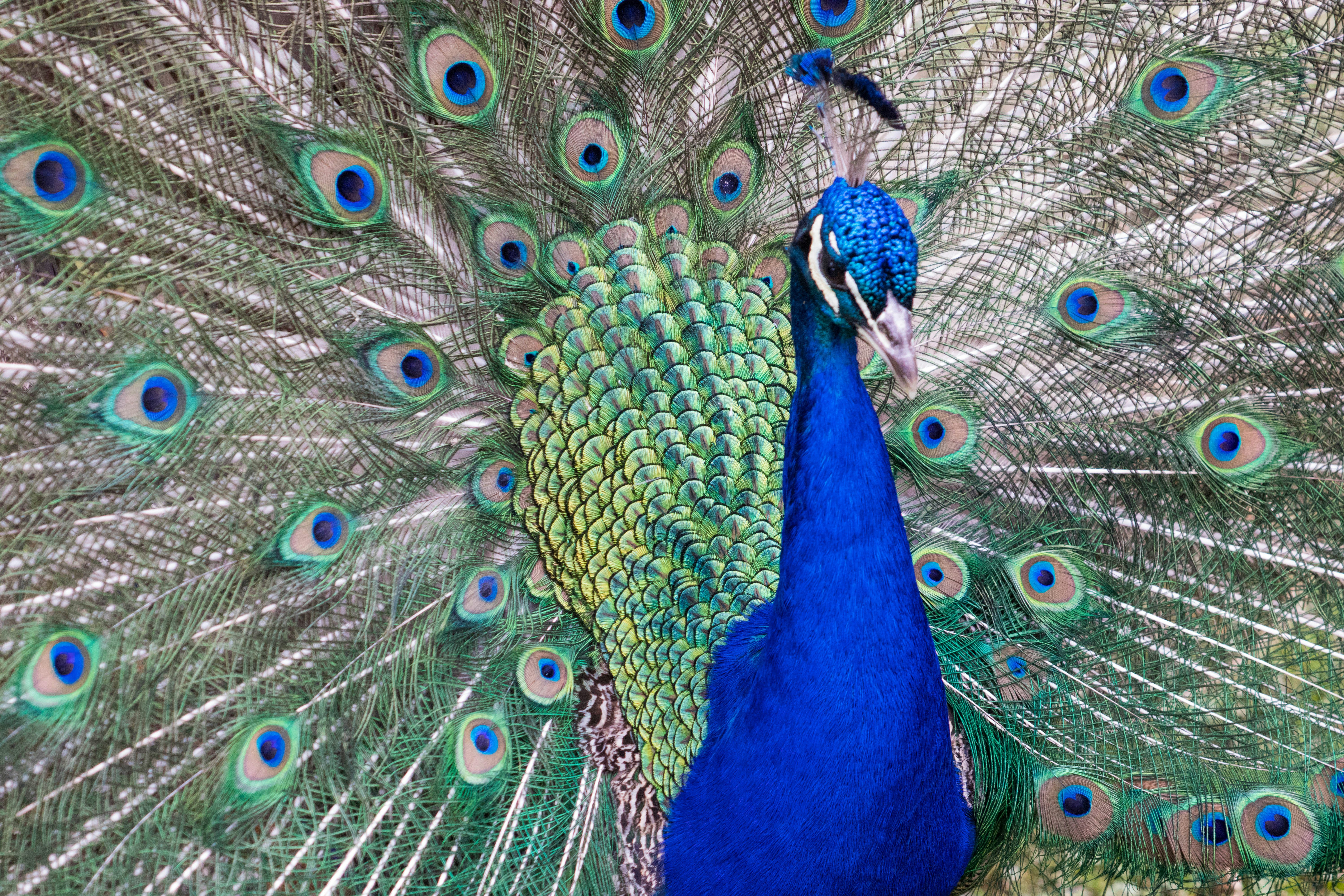 Photo by sonianadales