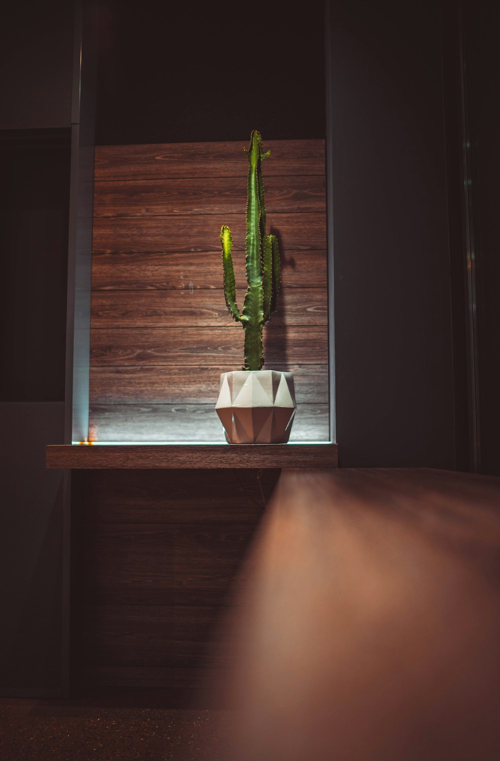 green cactus plant on white ceramic pot