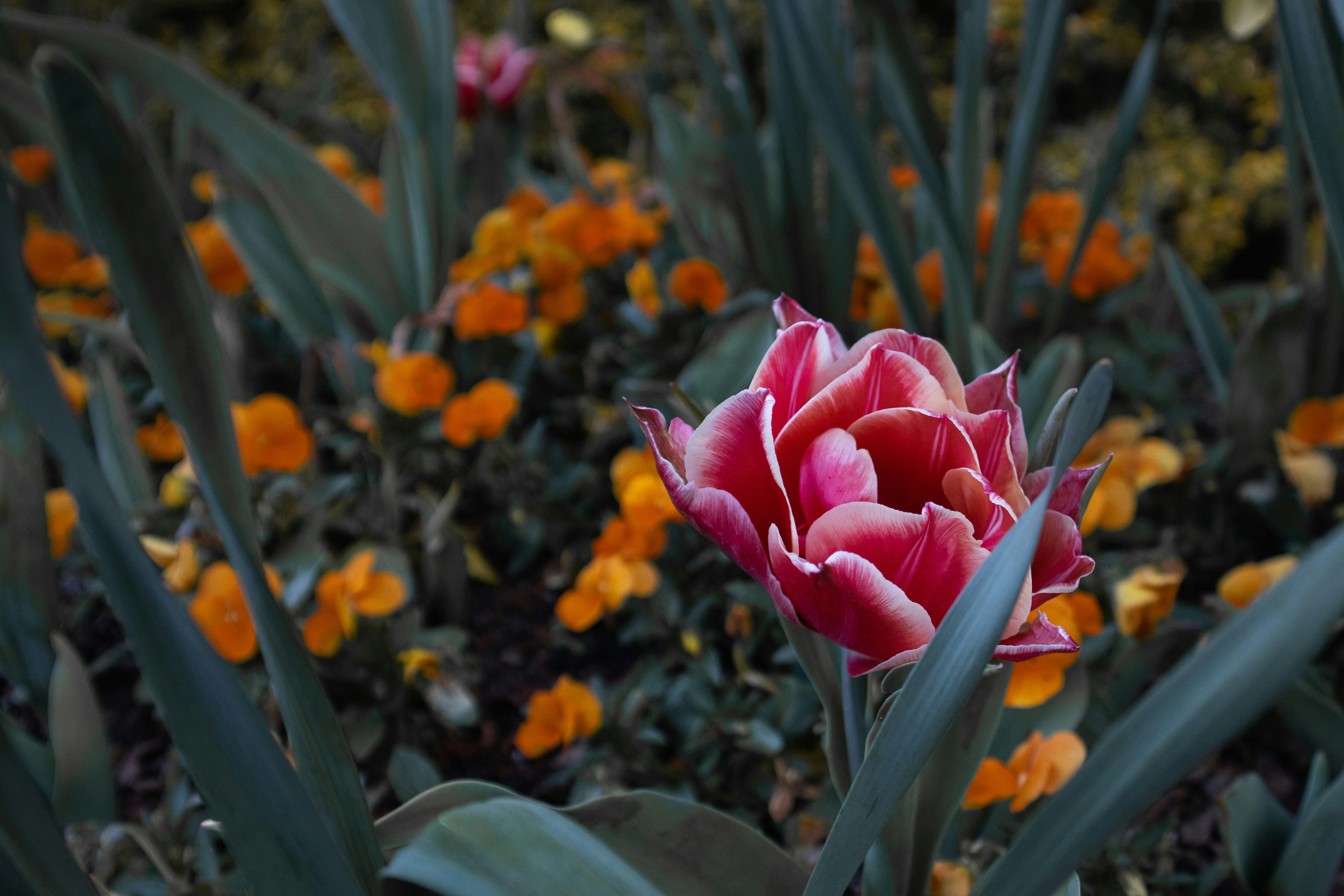 Photo by sideshowshrey