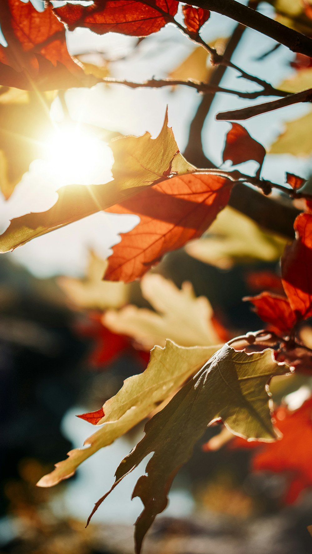 brown maple leaf in close up photography