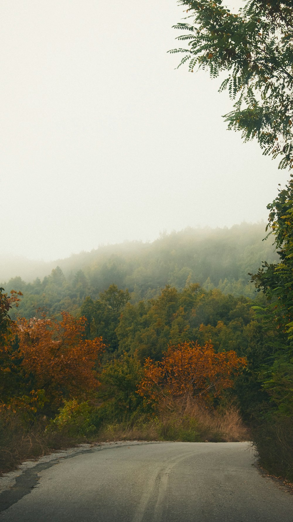 green and brown trees under white sky during daytime