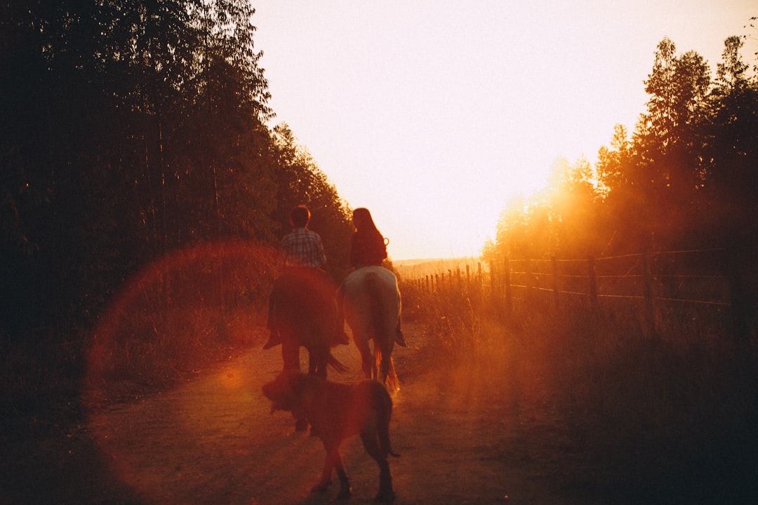 people riding horses on dirt road during sunset
