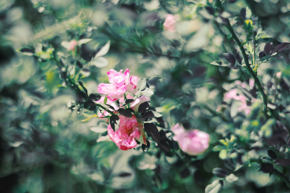 pink flower in tilt shift lens