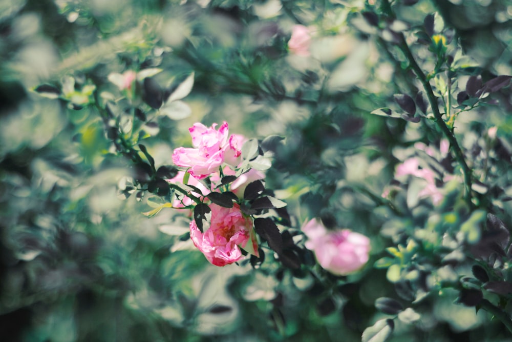 チルトシフトレンズのピンクの花