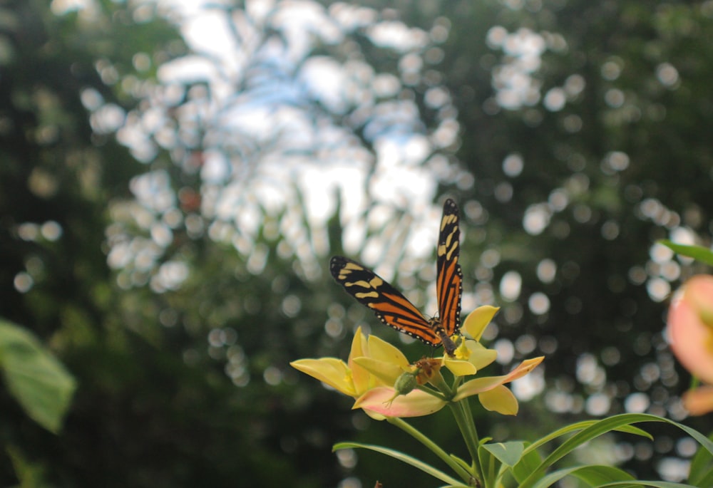 tiger swallowtail butterfly perched on yellow flower during daytime