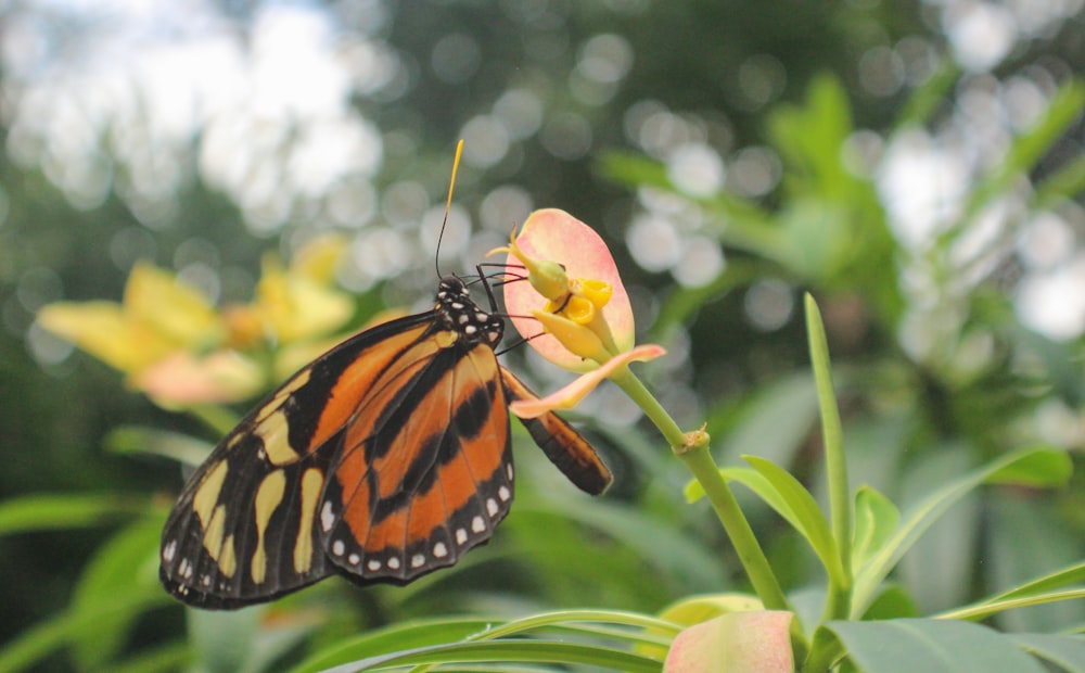 monarch butterfly perched on yellow flower in close up photography during daytime