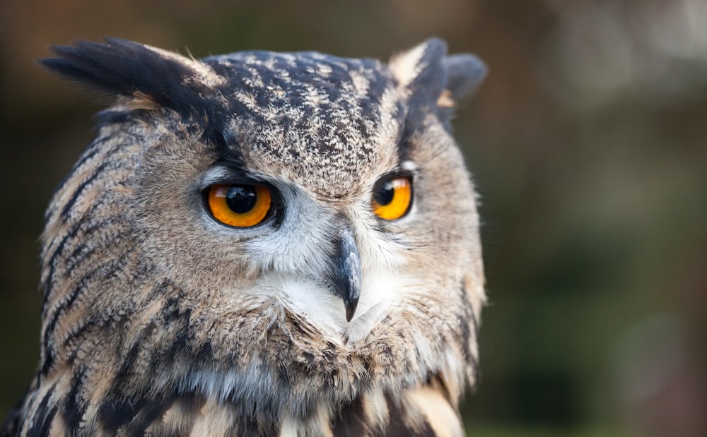 brown and black owl in close up photography