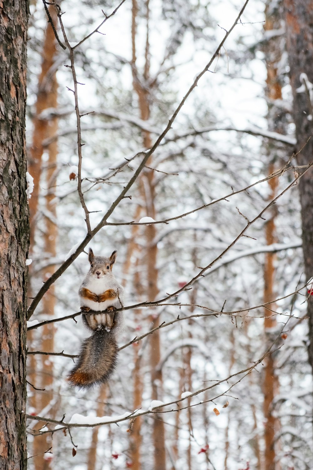 écureuil brun sur une branche d’arbre brune pendant la journée