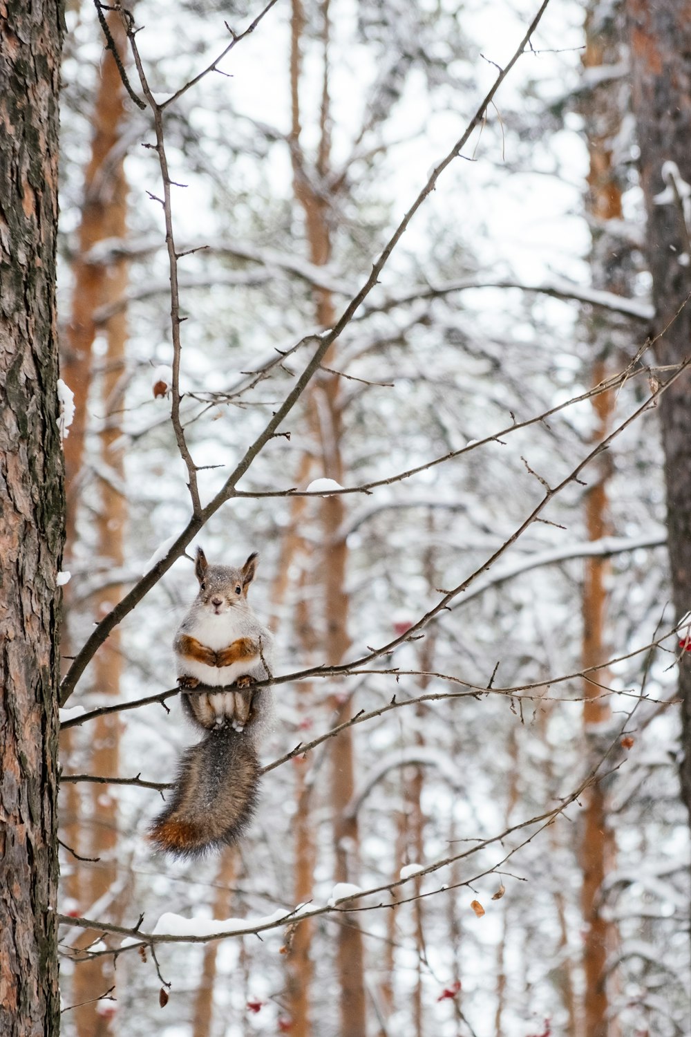 brown squirrel on brown tree branch during daytime