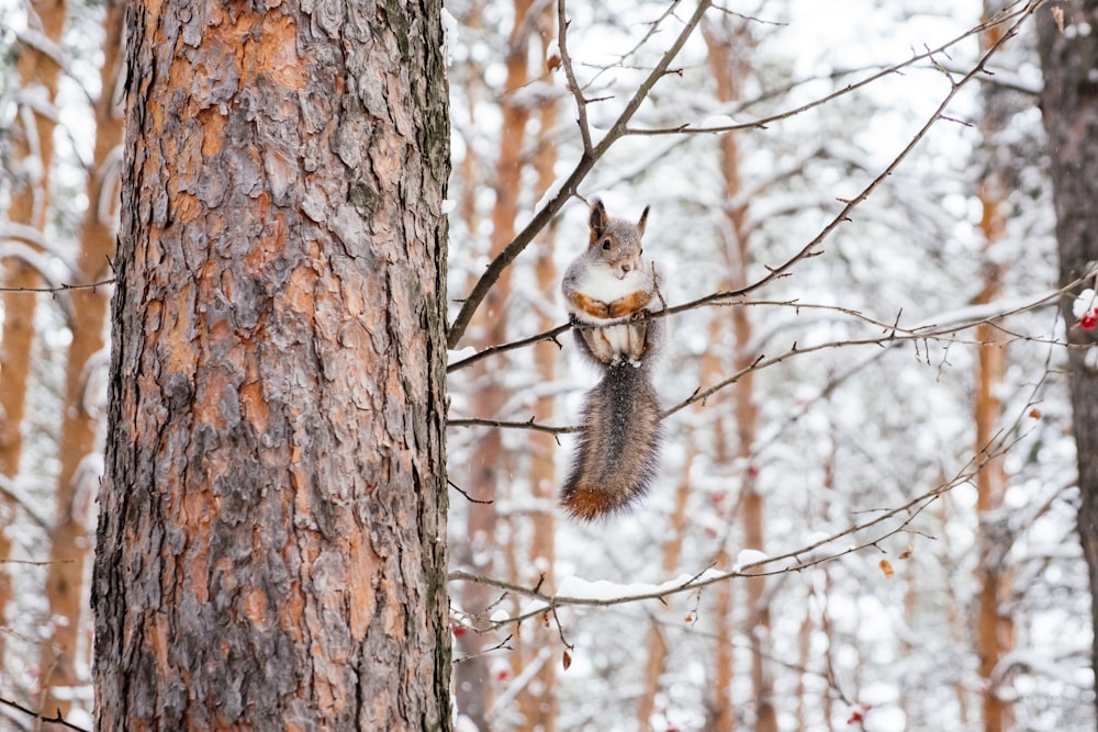 brown squirrel on brown tree branch during daytime